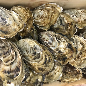 Maldon Oysters